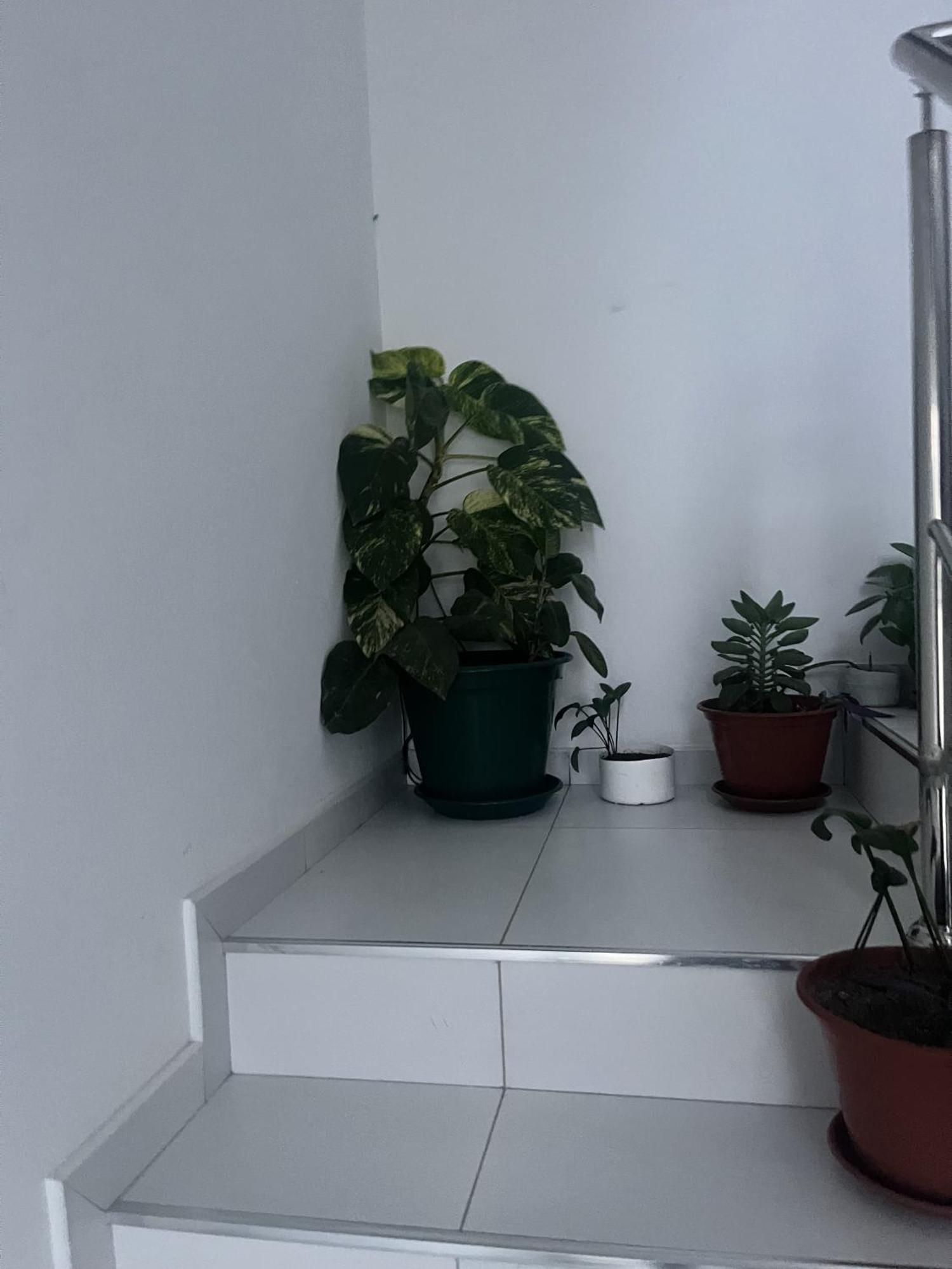 Appartement Oasis De Retour à Ponta Do Sol Extérieur photo